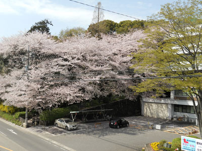 2011-4-komakiyama-6.jpg
